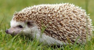 ფორექსის სტრატეგია "Hedge Hog - 2"