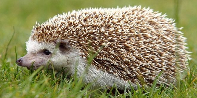 ფორექსის სტრატეგია "Hedge Hog - 2"