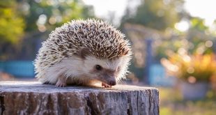 ფორექსის სტრატეგია "Hedge Hog"