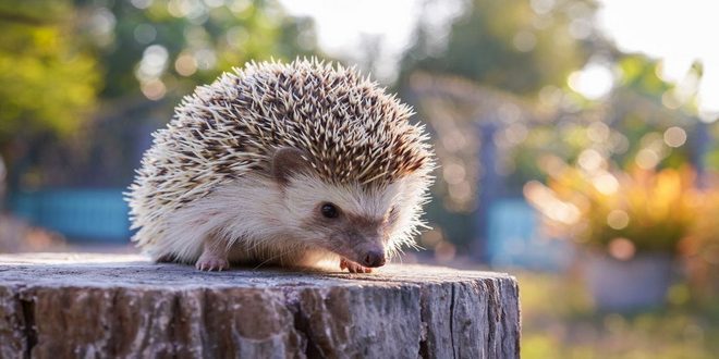 ფორექსის სტრატეგია "Hedge Hog"